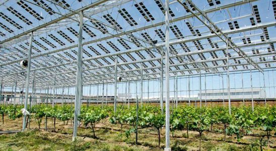 des panneaux solaires transparents pour proteger les cultures et avoir