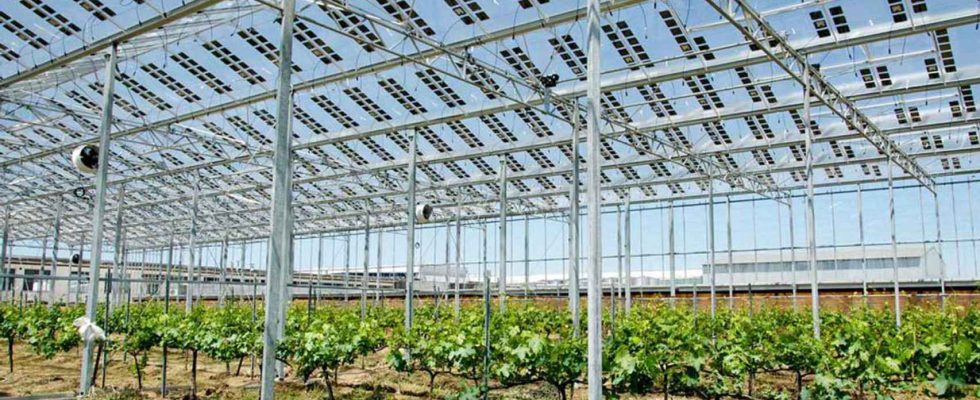 des panneaux solaires transparents pour proteger les cultures et avoir