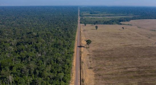 DEFORESTATION DES FORETS TROPICALES Le monde perd une superficie