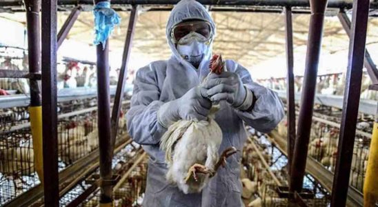 Le virus H5N1 a deja tue des centaines de personnes