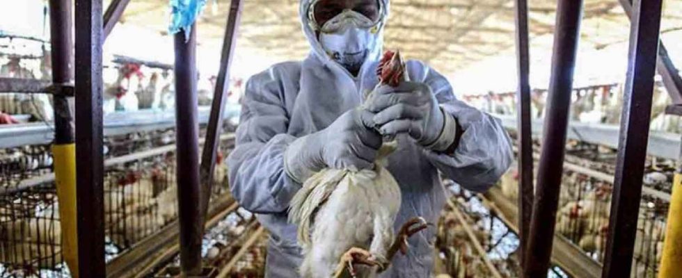 Le virus H5N1 a deja tue des centaines de personnes