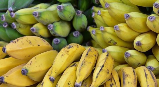 Les experts recommandent de dire au revoir aux bananes dans