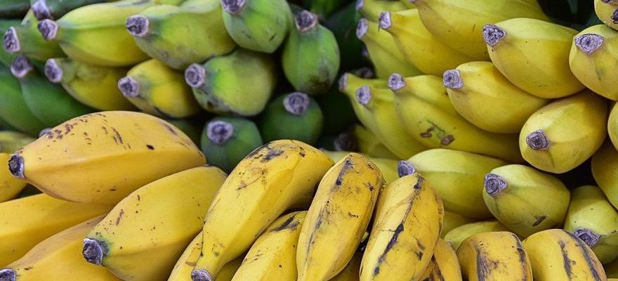 Les experts recommandent de dire au revoir aux bananes dans