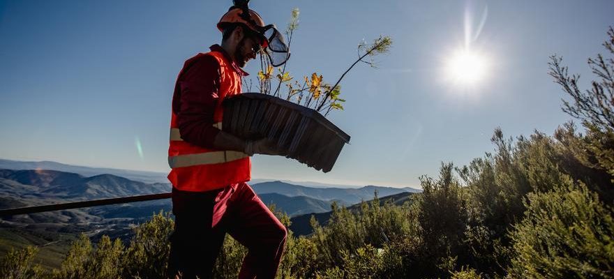 Reforestation pour compenser les effets de lempreinte carbone et creer