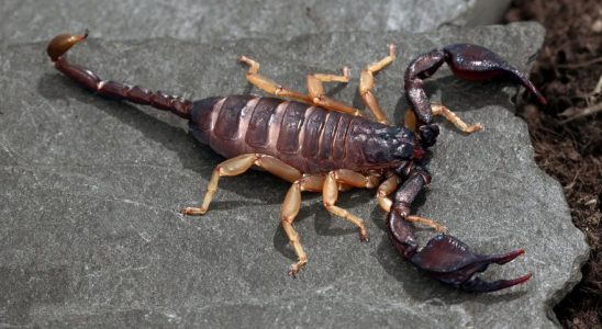 SCORPIONS ESPAGNE La saison du scorpion commence en Espagne