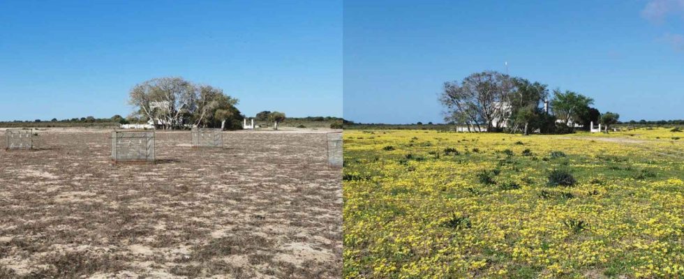 la plante envahissante dAfrique du Sud qui se multiplie desormais