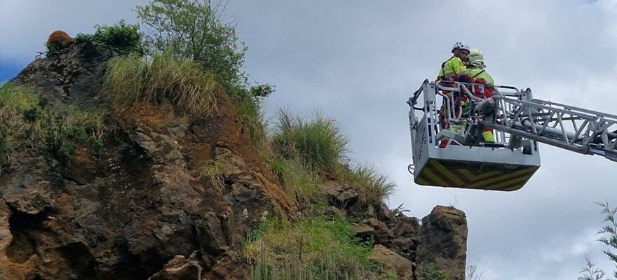 Lours sauve en Cantabrie meurt apres avoir echoue a surmonter