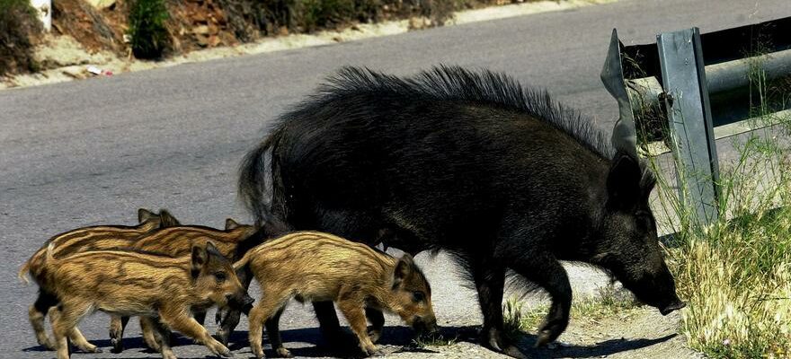 Malaga etudie lembauche darchers pour chasser les sangliers qui entrent