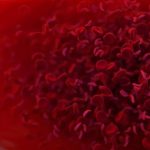 Quest ce que la thalassemie et comment traiter cette maladie sanguine