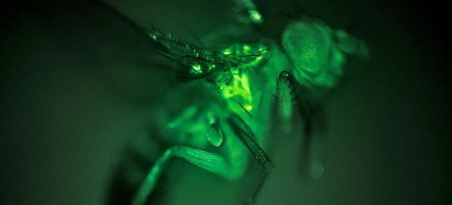 Un jeu video met en lumiere le vol des insectes