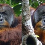 Un orang outan est capture pour la premiere fois en train
