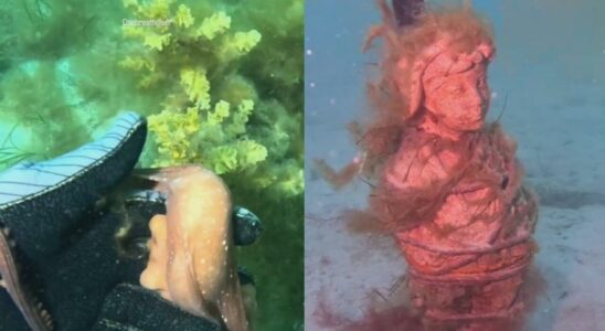 VIDEO POULPE Une pieuvre attrape la main dun plongeur