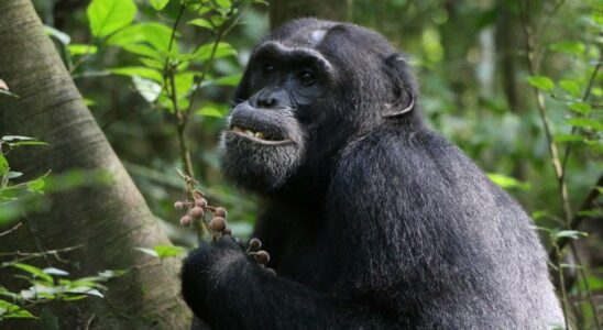 CHIMPANZ PLANTES MEDICINALES Les chimpanzes consomment des plantes medicinales