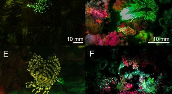 CREATURES FLUORESCENTES 27 nouvelles creatures fluorescentes decouvertes sous les