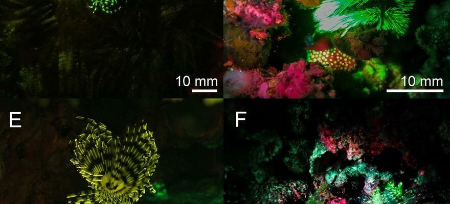 CREATURES FLUORESCENTES 27 nouvelles creatures fluorescentes decouvertes sous les