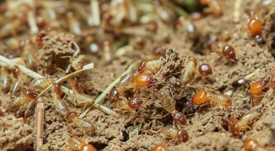 INVASION DE TERMITES Les termites menacent denvahir les maisons