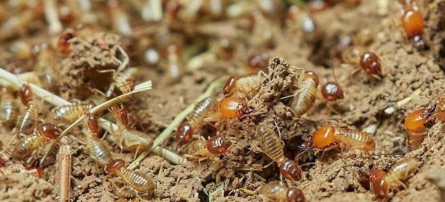 INVASION DE TERMITES Les termites menacent denvahir les maisons