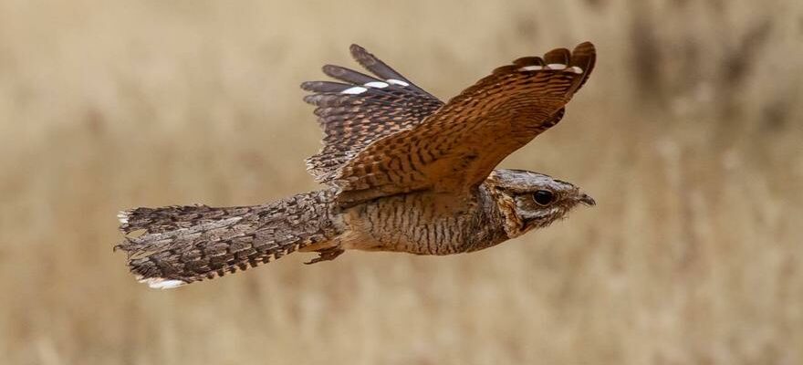 OISEAUX AMPUES Pourquoi les oiseaux migrateurs arrivent ils en Espagne