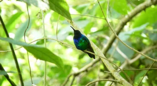 OISEAUX DISPARUS Recherche campagne mondiale pour retrouver 126 especes