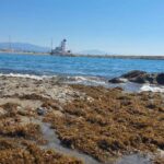 Une nouvelle vie pour les algues envahissantes de ravageur