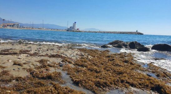 Une nouvelle vie pour les algues envahissantes de ravageur