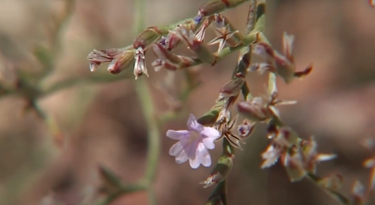 Une plante unique que lon croyait eteinte se trouve dans