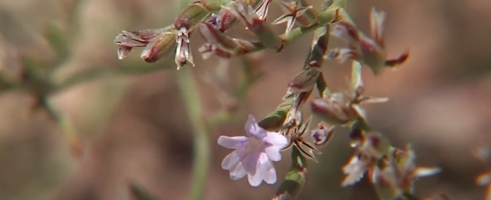 Une plante unique que lon croyait eteinte se trouve dans