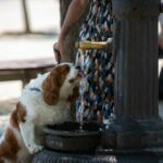 ANIMAUX DE COMPAGNIE CHIENS Comment proteger son chien des