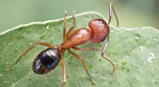 Ce sont les fourmis chirurgiennes qui amputent les