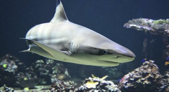 DANGER DEXTINCTION Les requins presentent les fonctions ecologiques les