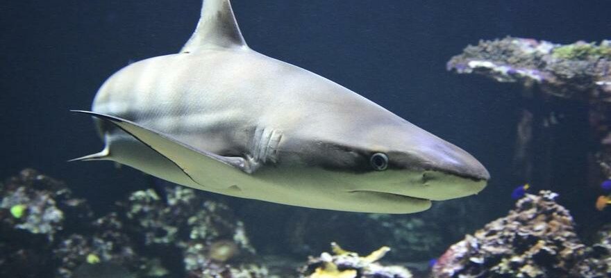 DANGER DEXTINCTION Les requins presentent les fonctions ecologiques les