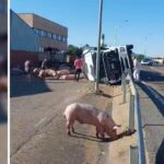 Des porcs sur la route apres le renversement dun camion