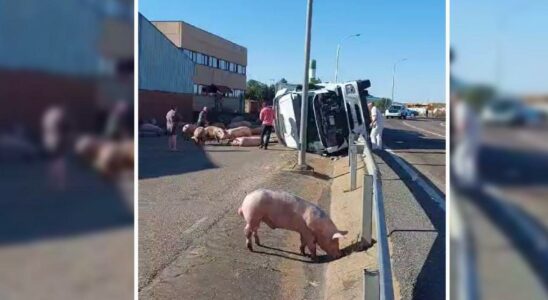 Des porcs sur la route apres le renversement dun camion