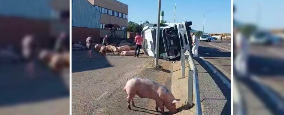 Des porcs sur la route apres le renversement dun camion