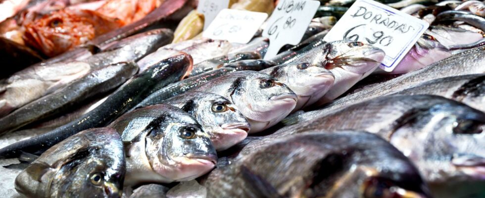 Ils ordonnent le retrait immediat de ce poisson espagnol populaire