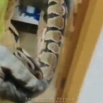 La police retire un gros serpent dune chambre a coucher