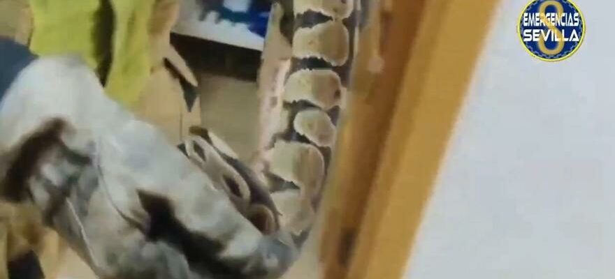 La police retire un gros serpent dune chambre a coucher