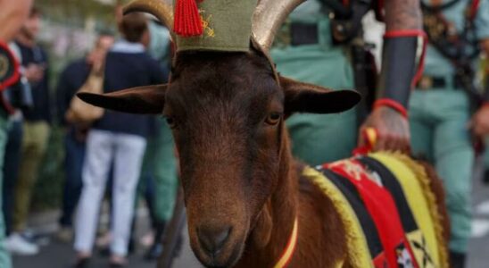 Le gouvernement envisage dinterdire la chevre de la Legion dans