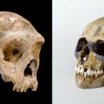 Les Neandertaliens ont disparu a cause de lamour et non