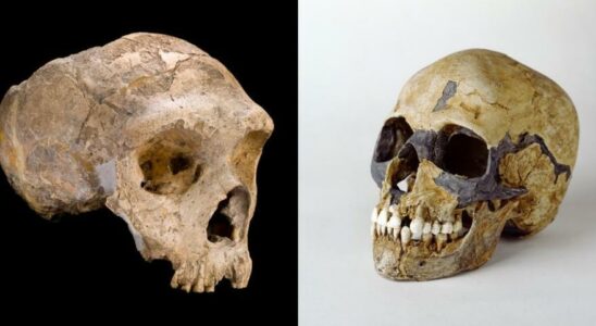 Les Neandertaliens ont disparu a cause de lamour et non