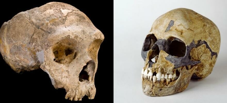 Les Neandertaliens ont disparu a cause de lamour et non