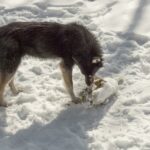 Les chiens vivant pres de Tchernobyl sont genetiquement uniques