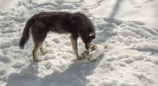 Les chiens vivant pres de Tchernobyl sont genetiquement uniques