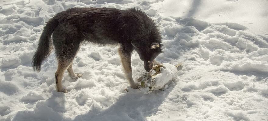 Les chiens vivant pres de Tchernobyl sont genetiquement uniques