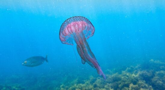 MEDUSE ESPAGNE Meduses ce sont les 10 plus