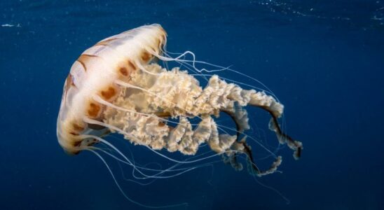 PIQUURES DE MEDUSE Meduses en Espagne pourquoi leurs