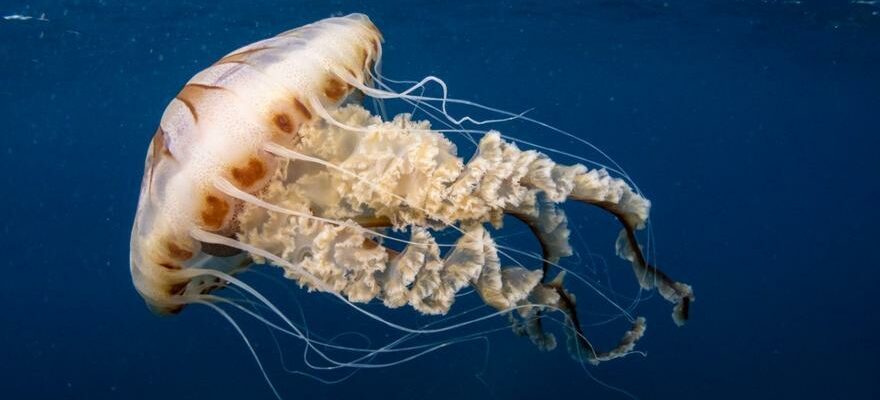 PIQUURES DE MEDUSE Meduses en Espagne pourquoi leurs