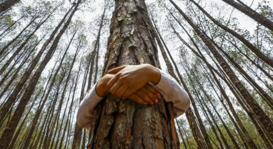 RECHAUFFEMENT CLIMATIQUE Les forets urbaines cruciales dans la lutte