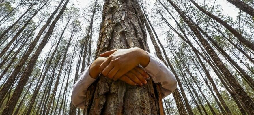 RECHAUFFEMENT CLIMATIQUE Les forets urbaines cruciales dans la lutte