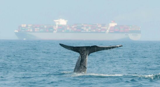 Reduire de 10 la vitesse des navires en Mediterranee